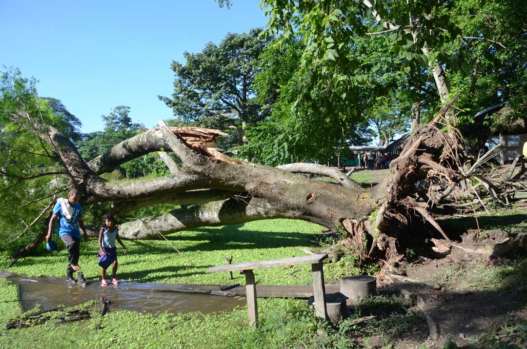 12_arbol_rendido_las_pavas